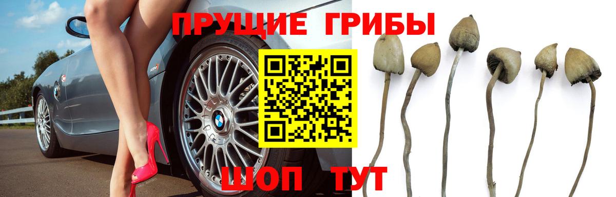 Галлюциногенные грибы Magic Shrooms Светлоград